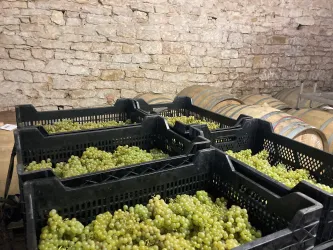 Weinherbst (© Weingut lichti & astroh)