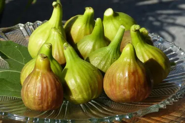 Feigen wachsen am Haus