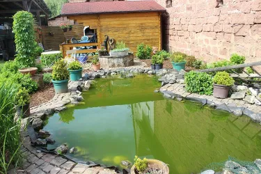 Teich, Bild 1 (© Volker Christmann)