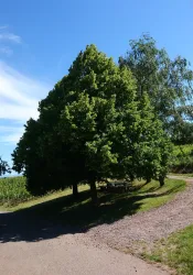 Picknickplatz im Schatten