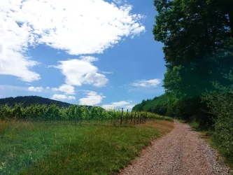 Aussichtspunkt zwischen Wald und Reben