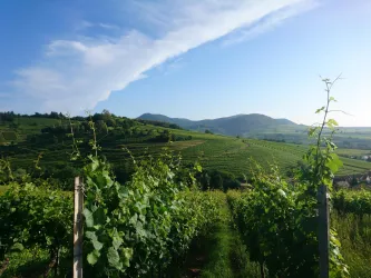 Blick auf den Kastanienbusch im Sommer