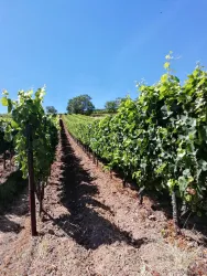 Im Hintergrund die Namensgeber der Weinlage