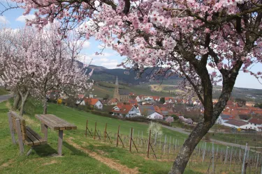 Dorfblick zur Mandelblüte