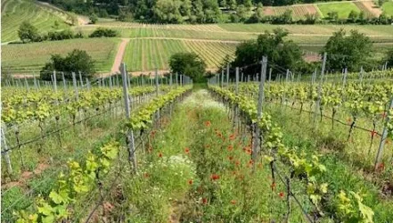 Weinberge in Birkweiler