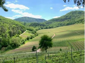Wald und Wein