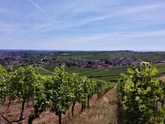 Blick auf Birkweiler