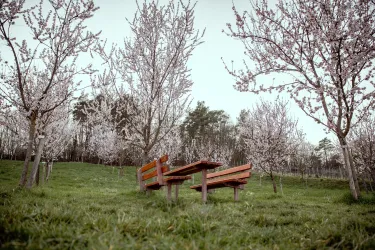 Picknickplatz unter Mandelblüten