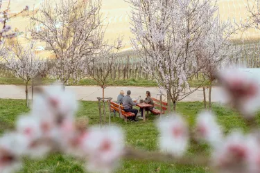 Picknicken unter Mandelblüten
