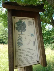 Infotafel zum Speierling (Baum des Jahres 1993)