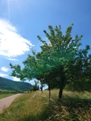 ... wird seit 1989 der Baum des Jahres gepflanzt.