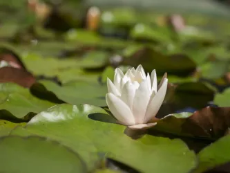 Seerose