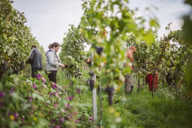 Arbeiten im Weinberg