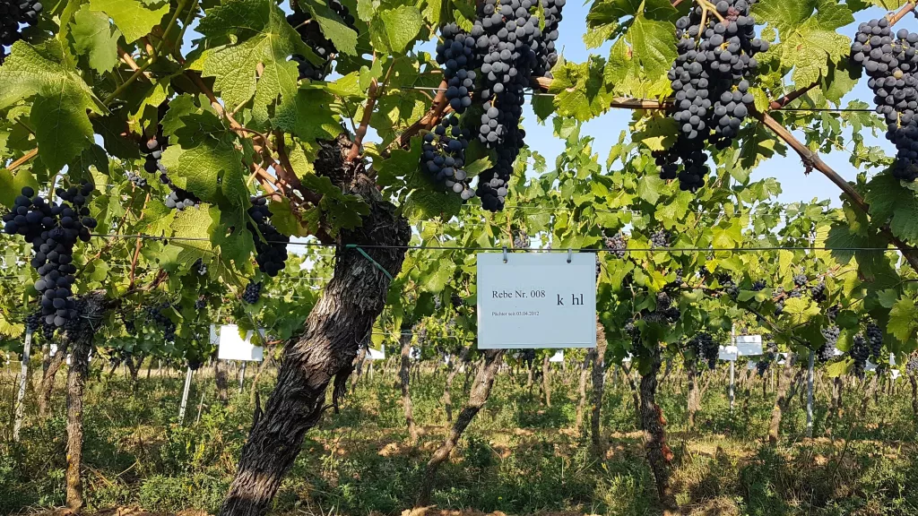 Rebstöcke im Gästeweinberg des Weinguts Kohl