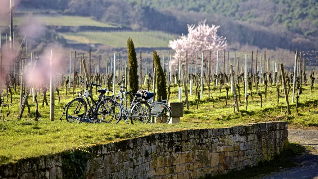 Räder im Weinberg im Frühling