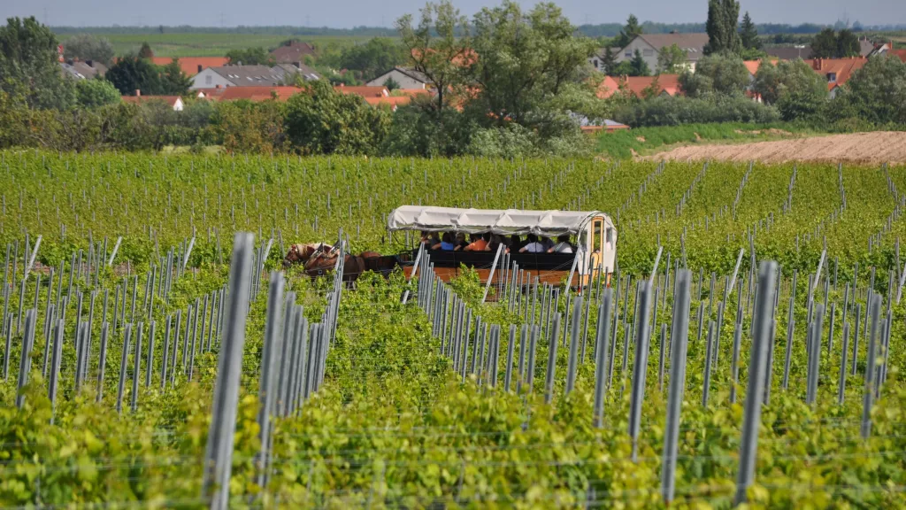 Planwagenfahrt durch die Weinberge