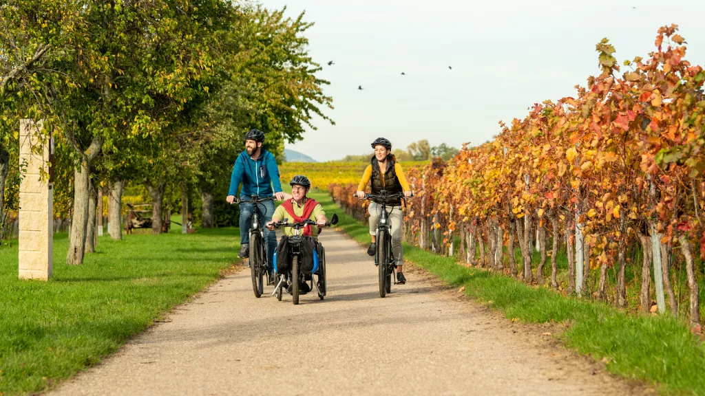 Handbiker und Radfahrer auf einem Radweg durch die herbstlichen Weinberge