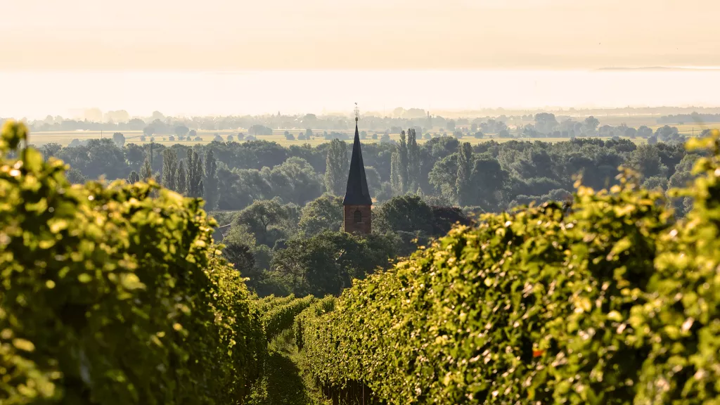 Weinlandschaft bei Forst im Spätsommer