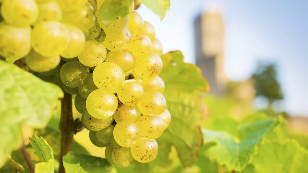 Weiße Weintrauben mit Blättern, im Hintergrund die Wachtenburg