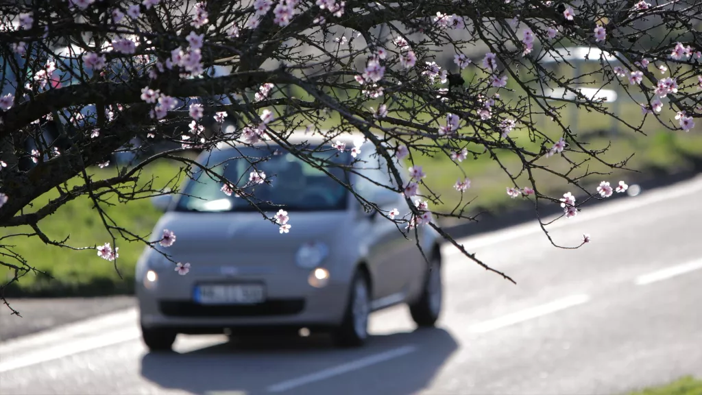 Auto fährt auf Straße mit Mandelbaum im Vordergrund