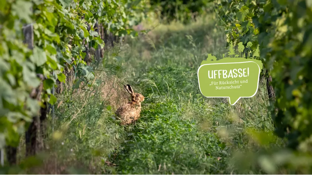 Hase im Weinberg mit Uffbasse-Logo