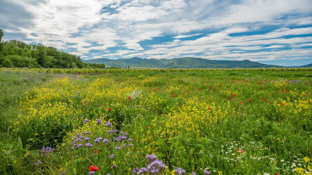 Wildblumenwiese bei Diedesfeld mit Haardtrand im Hintergrund