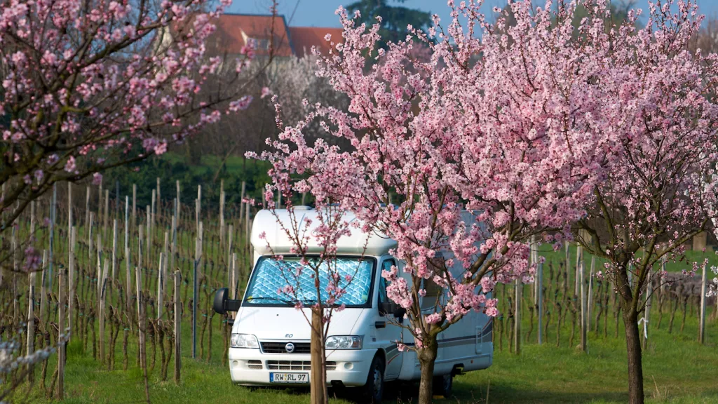 Wohnmobil zwischen Mandelbäumen