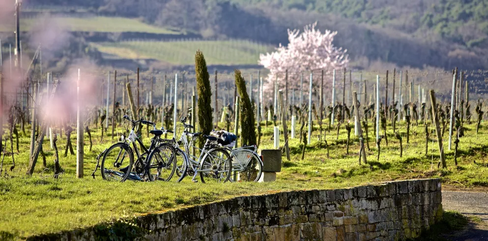 Abgestellte Räder im Weinberg im Frühling