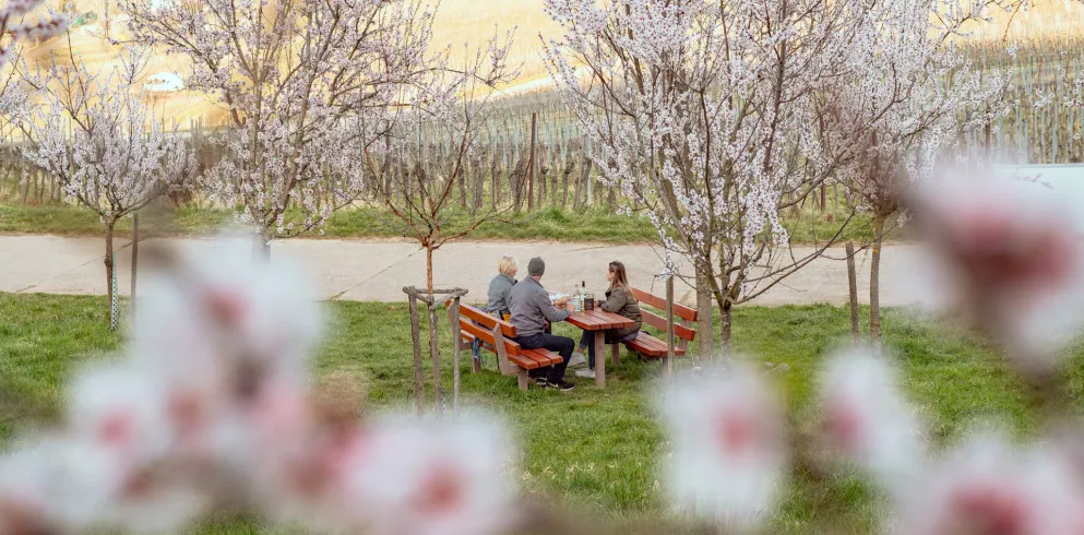 Drei Menschen beim Picknick zwischen Mandelbäumen