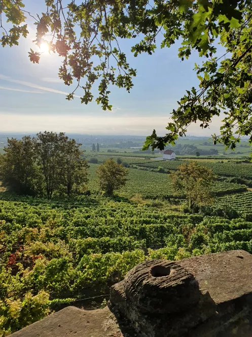 Blick vom Schlossgarten Herxheim auf die Weinberge