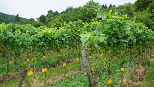 Gästeweinberg unterhalb der Wachtenburg