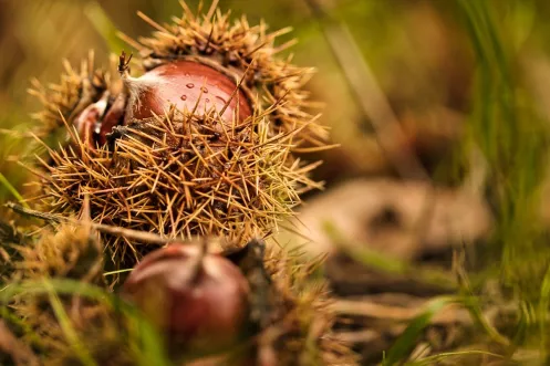 Esskastanie auf Waldboden