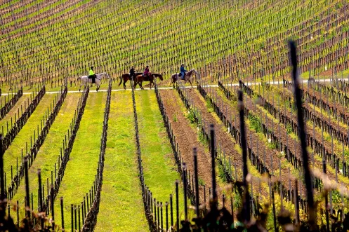 Reiter in den Weinbergen