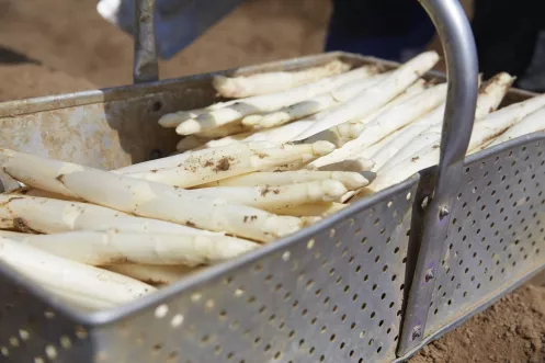 Korb mit frisch gestochenem Pfälzer Spargel