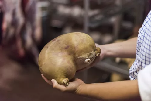 Ein Metzger hält einen Saumagen in der Hand