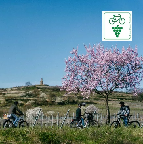 Radfahrende zur Mandelblüte mit Logo Radweg Deutsche Weinstraße