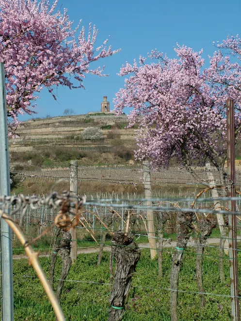 Weinberg mit blühenden Mandelbäumen und Flaggenturm im Hintergrund