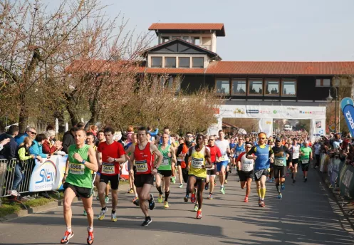 Marathon Deutsche Weinstraße