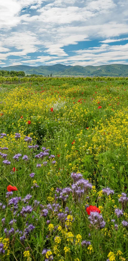 Wildblumenwiese bei Diedesfeld mit Haardtrand im Hintergrund