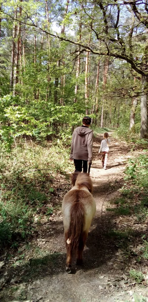 Ein Mann wandert mit einem Pony im Pfälzerwald