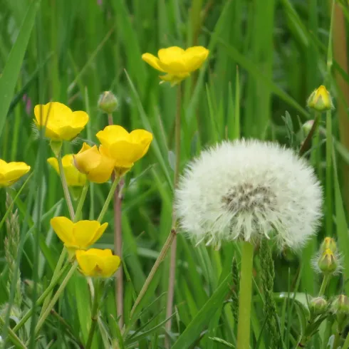 Pusteblume inmitten von Butterblumen Pusteblume inmitten von Butterblumen