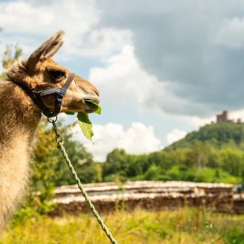 Lama (© Verein SÜW Annweiler e.V., Fotograf: Dominik Ketz)