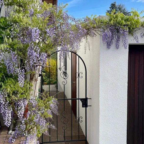 Eingang mit Glycine Eingang mit Glycine