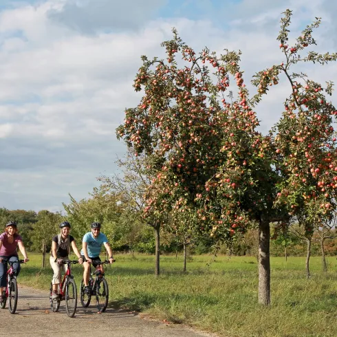 Radfahren im LK Germersheim (© SÜD Tourismus LK Germersheim, Norman P.Krauß) Radfahren im LK Germersheim (© SÜD Tourismus LK Germersheim, Norman P.Krauß)