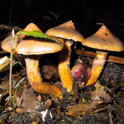 Kupferroter Gelbfuß (© Dieter Oberle)