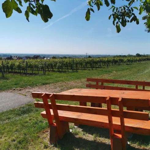 Am Ortseingang -  Maikammer (© Büro für Tourismus Maikammer)