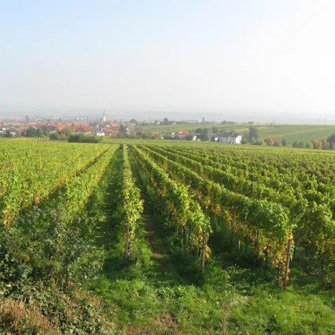 Blick über die Weinberge (© Büro für Tourismus Maikammer) Blick über die Weinberge (© Büro für Tourismus Maikammer)