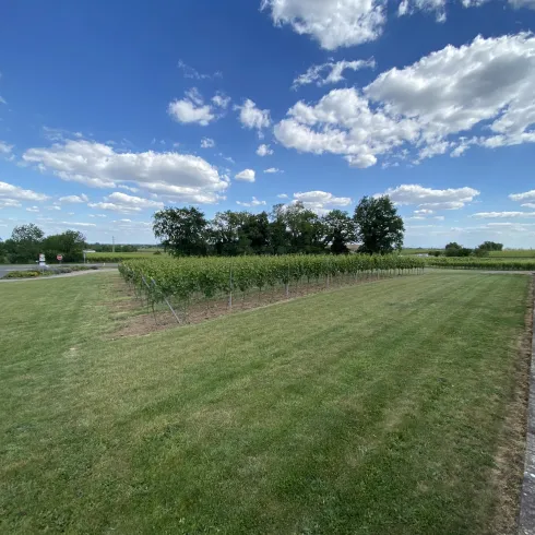 Wiese beim Weingut Faubel (© Weingut Faubel) Wiese beim Weingut Faubel (© Weingut Faubel)