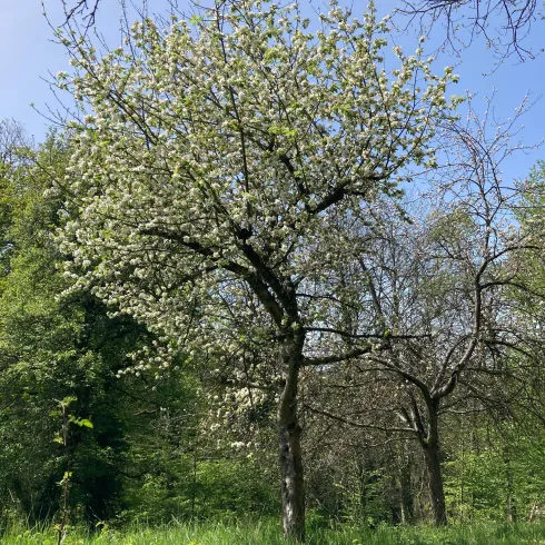 Baum (© Verein SÜW Annweiler e.V.)