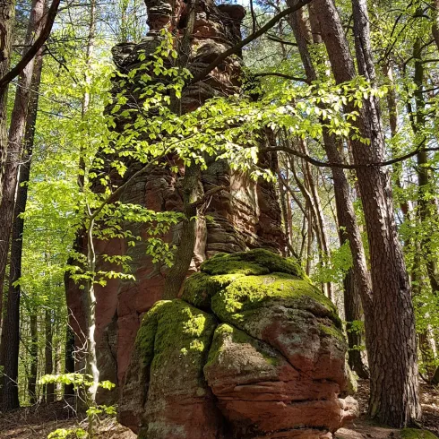 Drei Felsen Gossersweiler-Stein (© Archiv Verein SÜW Annweiler e.V.)